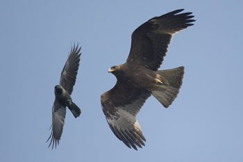 eagle